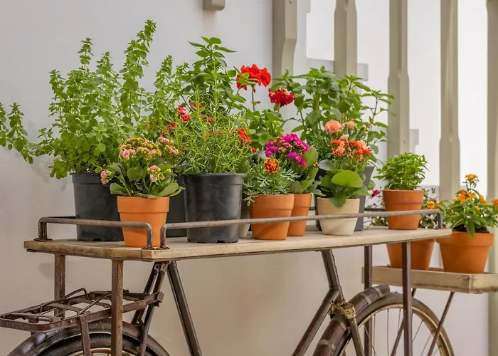 Apartament Amarada *