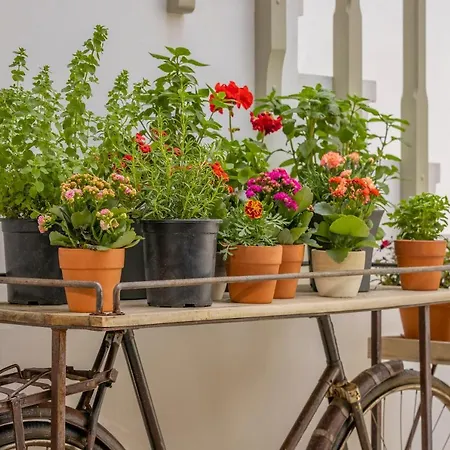 Apartamento Amarada *